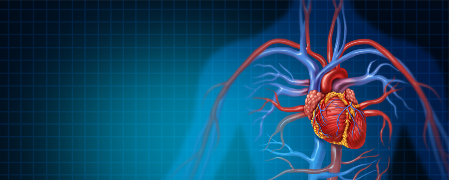 Desenho 3D de um sistema cardiovascular.